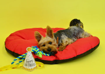 Pet Essentials for Winter: Donut Dog Bed, Heated Cat Bed & Dog Jacket for Comfort and Care